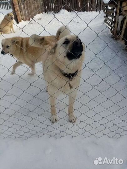 Собаки в дар бесплатно
