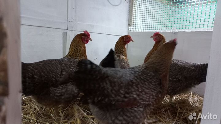 Инкубационное яйцо и цыплята мясо-яичных пород кур