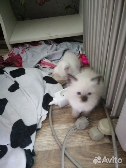 Котята в добрые руки девочка и два мальчика