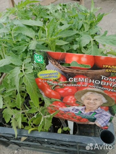 Рассада помидоров томатов