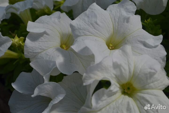 Цветущая рассада петунии,растения,цветы из теплицы