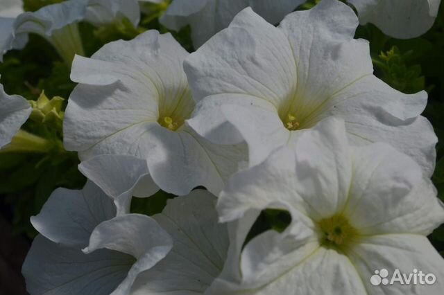 Цветущая рассада петунии,растения,цветы из теплицы