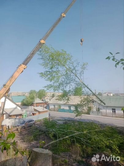 Спил деревьев