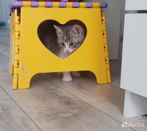 Кошка в дар