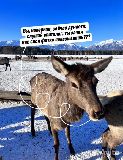 Авитолог из Иркутска, приеду все расскажу, сделаю