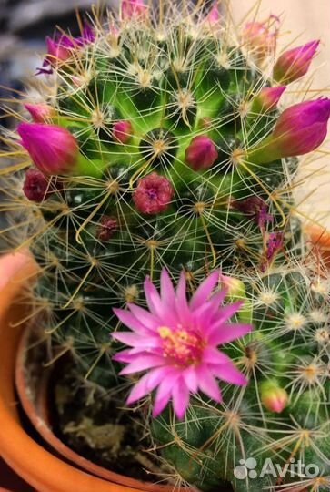 Кактус цветущий
