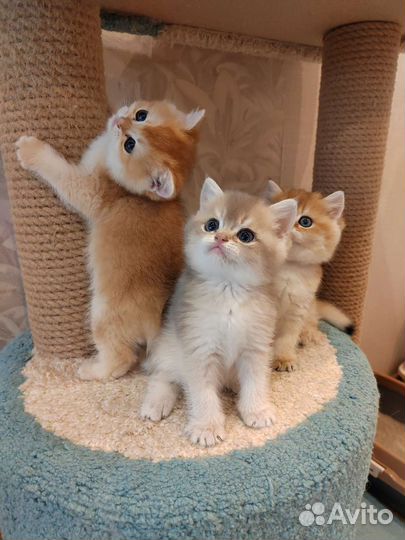 Британские золотые котята