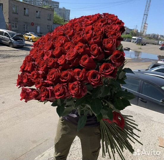 101 Высокая Роза