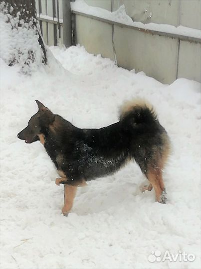 Лана - трехлапая девочка