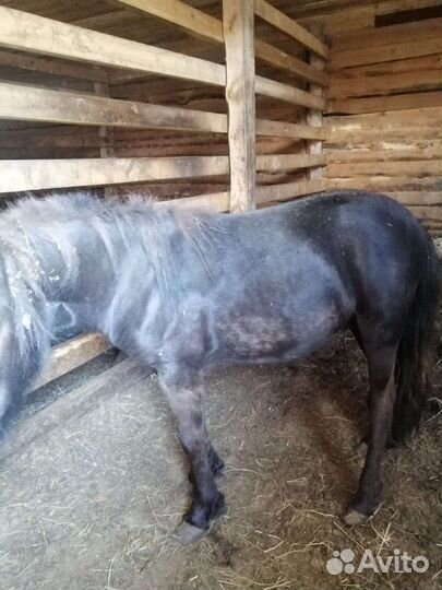 Лошадь пони