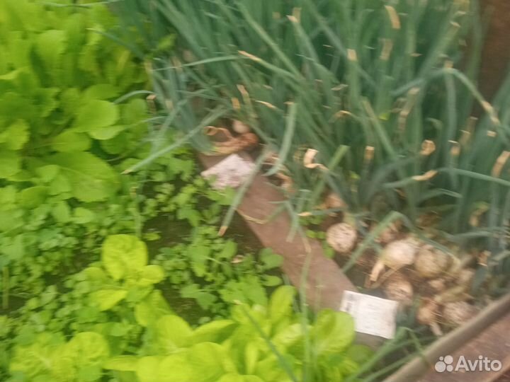 Рассада капусты, пекинский салат