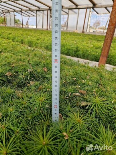 Саженцы сосны зкс оптом