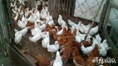 Куры несушки молодки, бройлеры тверь