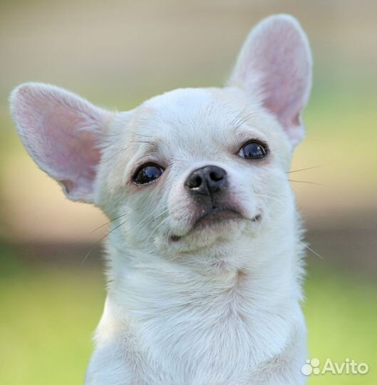 Чихуахуа мальчик