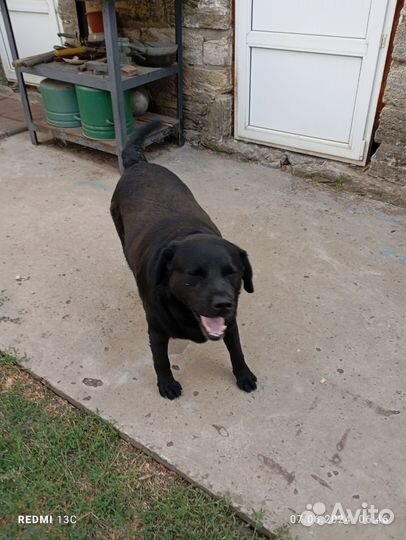 Лабрадор