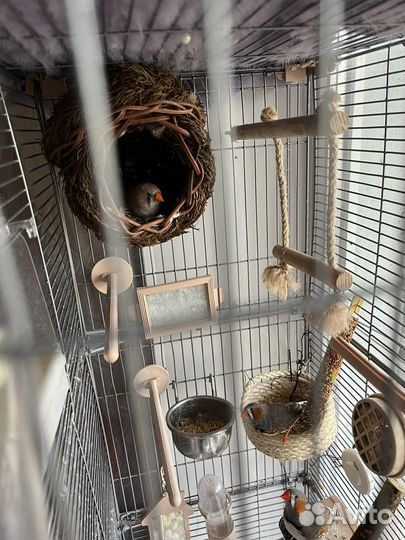 Амадины с клеткой