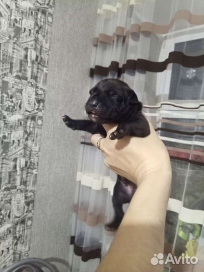 Щенки питбуля