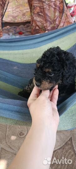 Продаются щенята