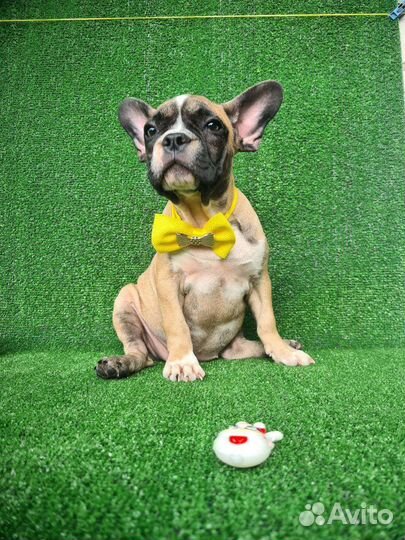 Собаки щенки