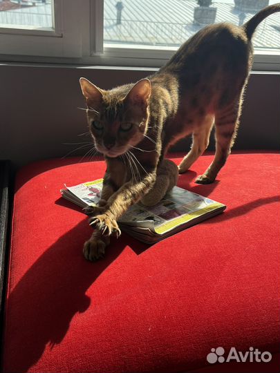 Бенгальский кот