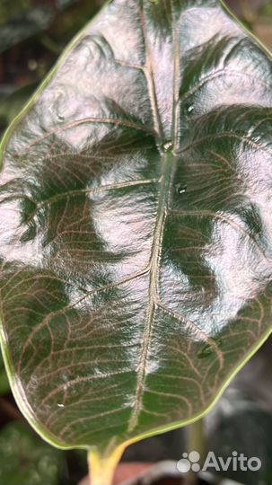 Алоказия Азлани клубни