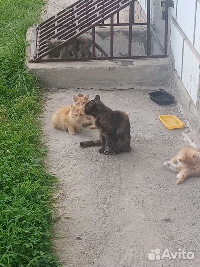 Котята в добрые руки