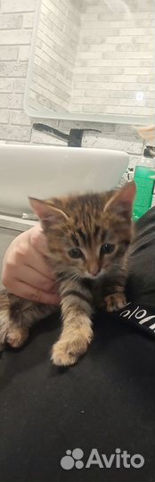 Котенок девочка в добрые руки