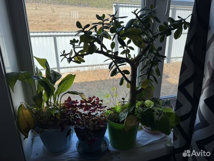 Комнатные цветы