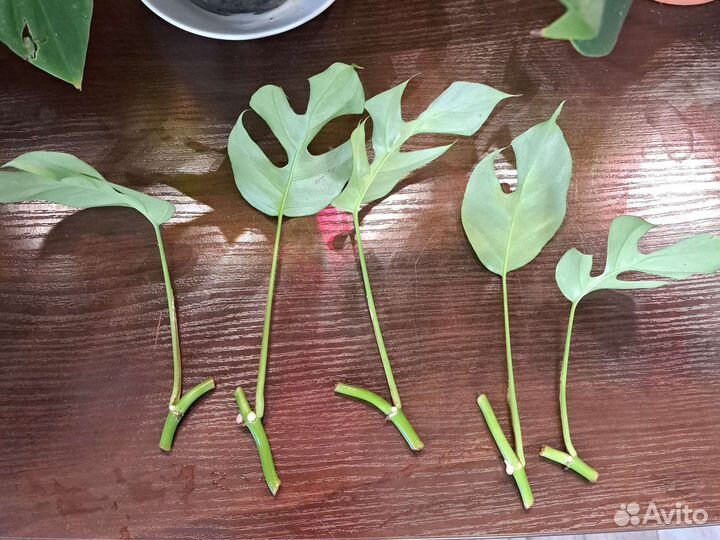 Рафидофора тетрасперма