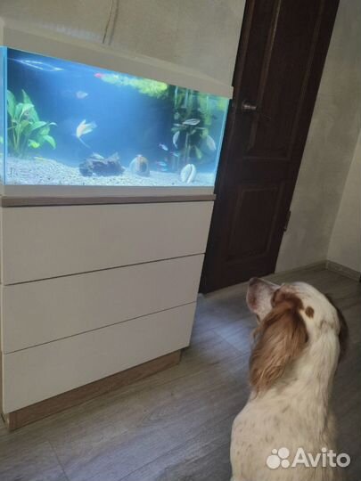 Аквариум 54л с тумбой