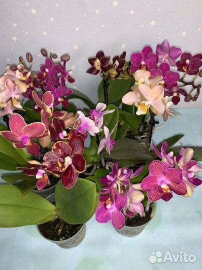 Орхидея Мультифлора 7/25см