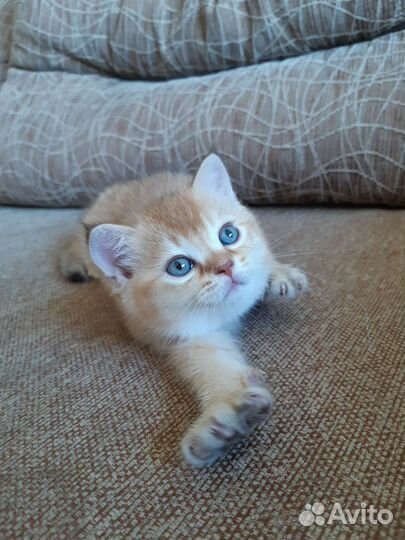 Шотландские котята