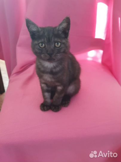 Котенок в добрые руки