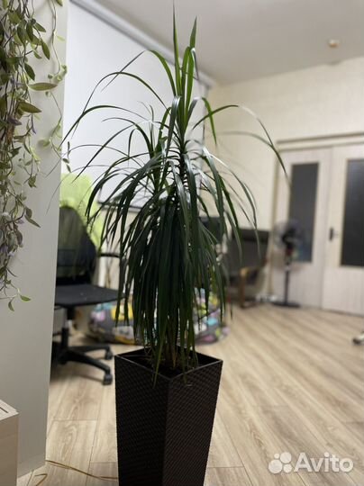 Драцена 130см