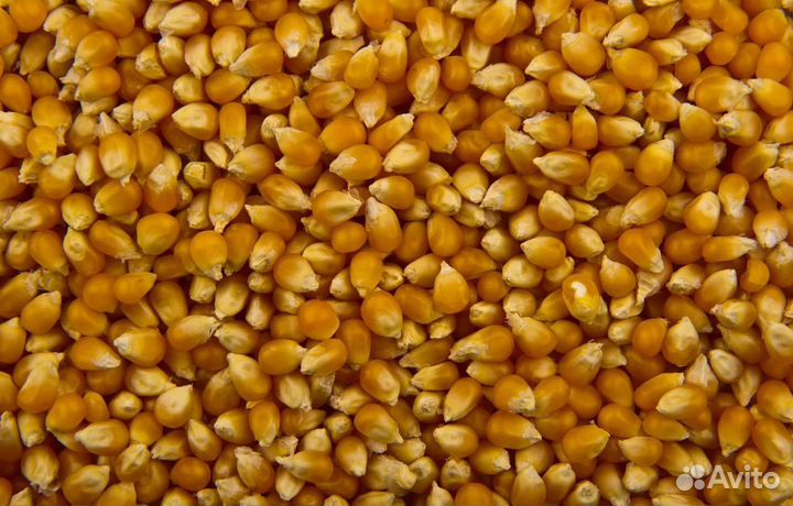 Пшеница озимая, Гречиха на корм