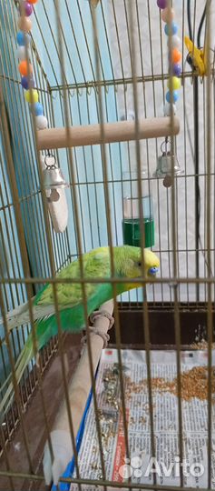 Волнистый попугай