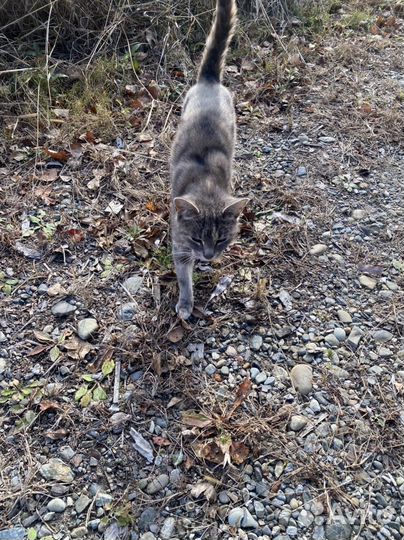 Кошки бесплатно