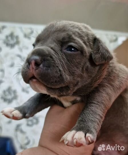 Американский булли