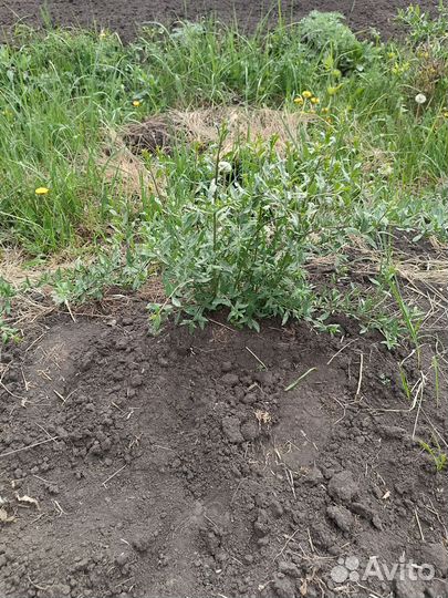 Саженцы ягоды годжи