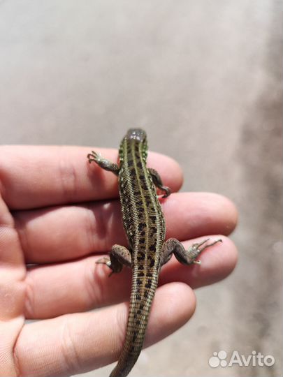 Продам ящерицу
