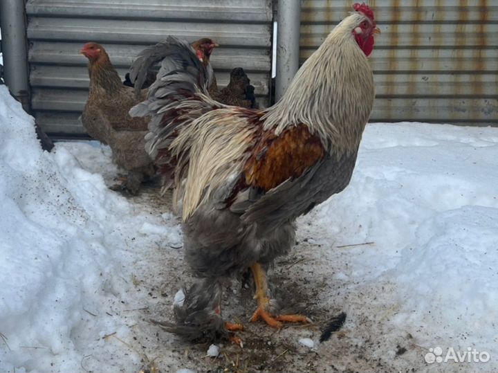 Яйцо Брама(светлая и куропатчатая) и Мехеленская