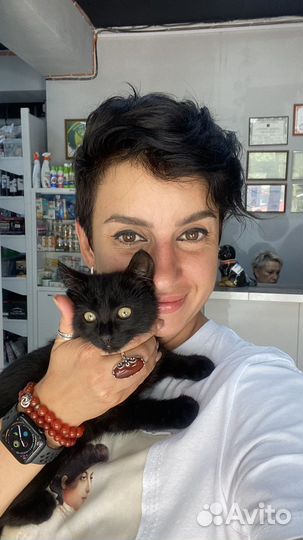 Котята в добрые руки даром
