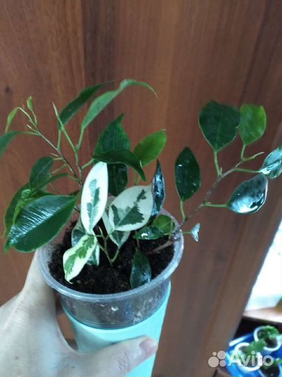 Фикус Бенджамина