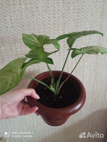 Комнатные цветы сингониум, колеус, крассула