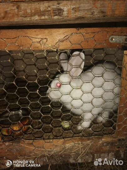 Кролики мясных пород