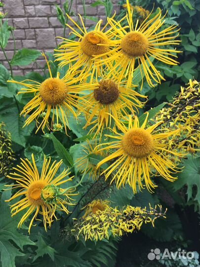 Тенелюбивые растения