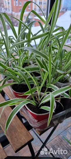 Хлорофитум много