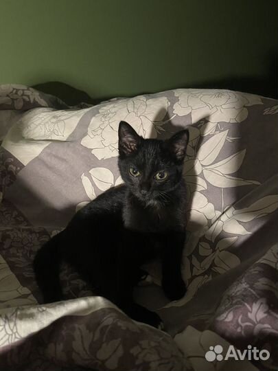 Котик ищет дом