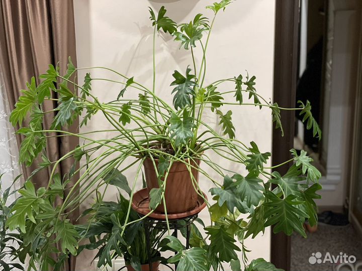 Филодендрон Ксанаду