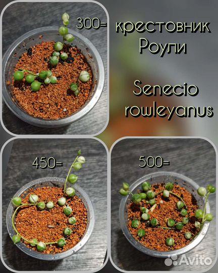 Крестовник Роули, Геррейна вар